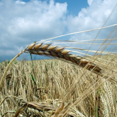 Lecture: Feeding The World – Design Challenge 